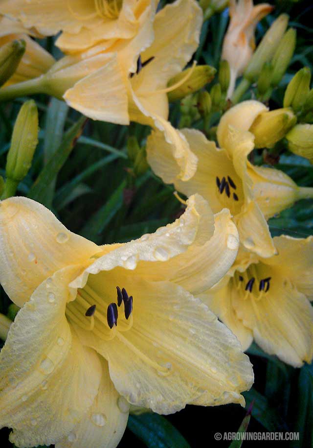 Hyperion Daylily