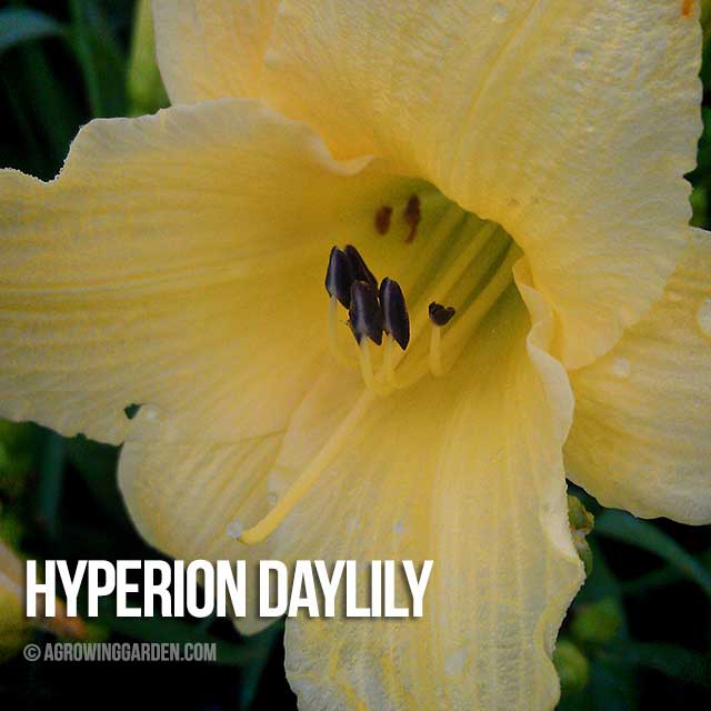 Hyperion Daylily