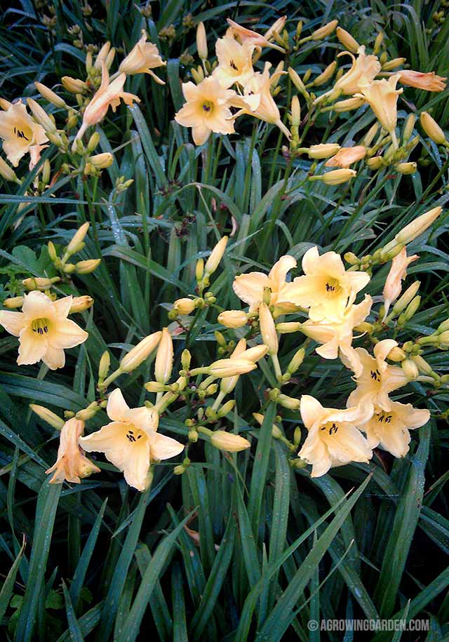 Hyperion Reblooming Daylilies