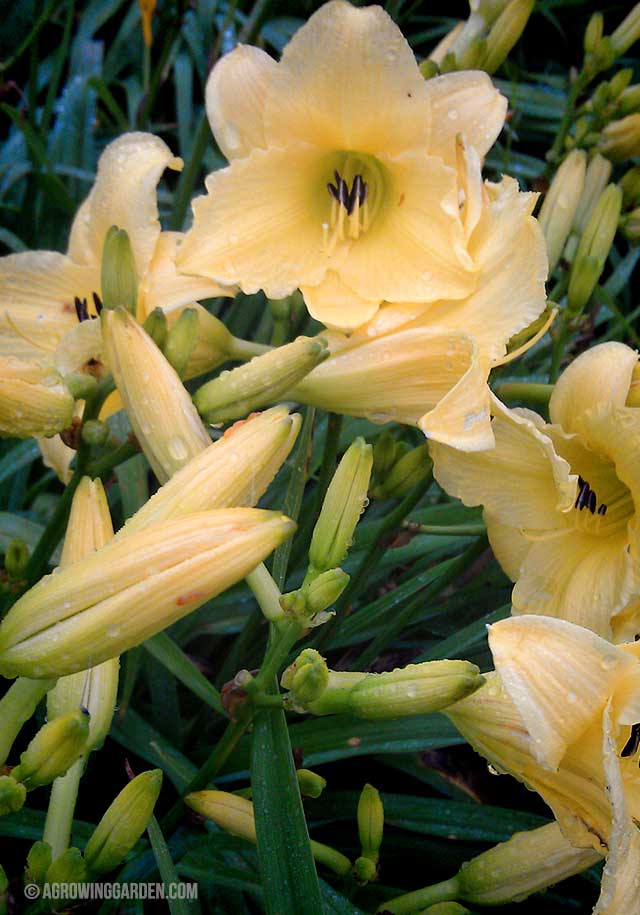 Hyperion Daylilies