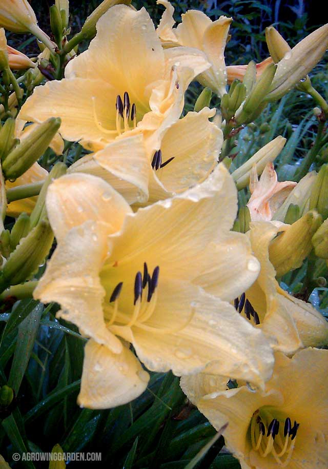 Yellow Daylilies - Hyperion Variety