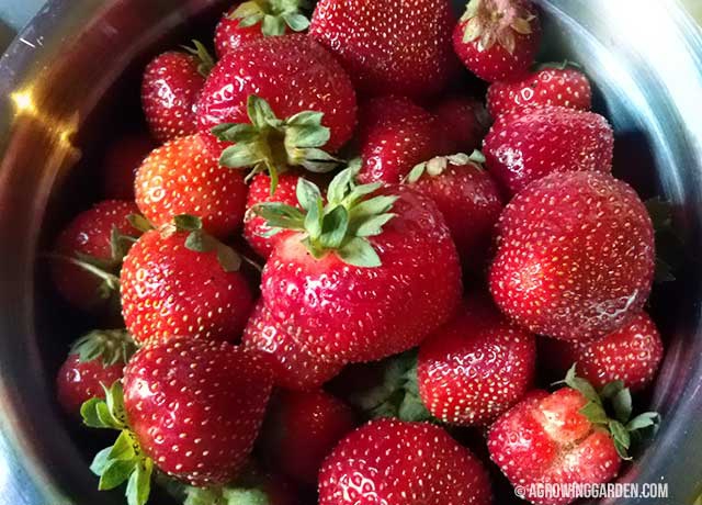 Everbearing Strawberries in July