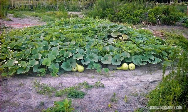 Growing Giant African Bottle Gourds