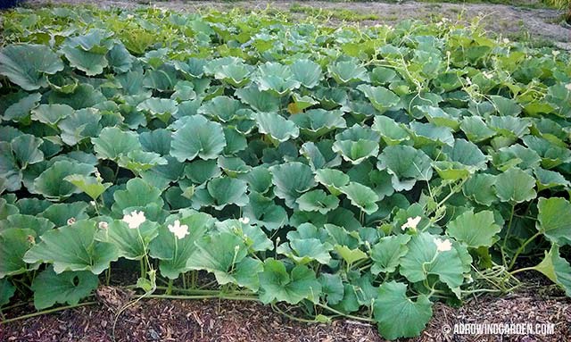 Growing Giant African Bottle Gourds