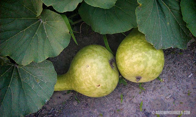 Growing Giant African Bottle Gourds