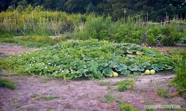 Growing Giant African Bottle Gourds
