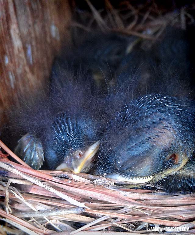 Bluebird Babies in Nest
