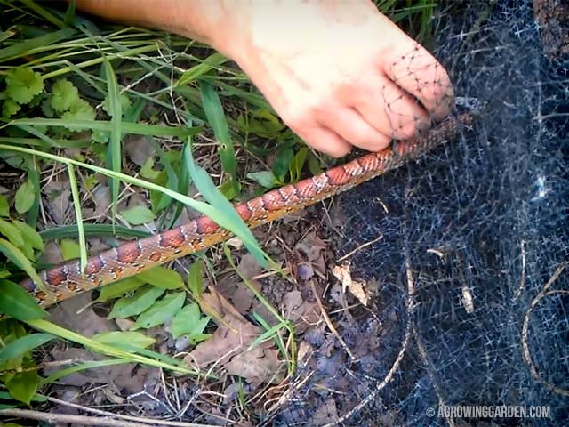 Red Corn Snake Caught in Deer Netting