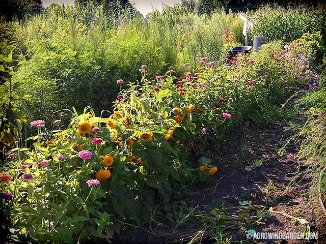 Planting Flowers in a Vegetable Garden