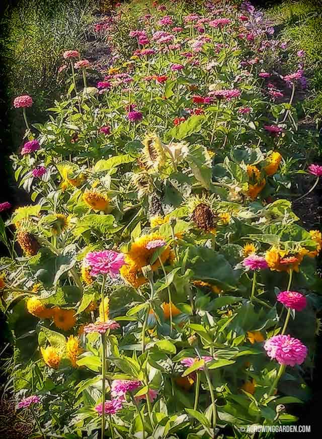 Planting a Flower Row in a Vegetable Garden to Attract Bees and Butterflies