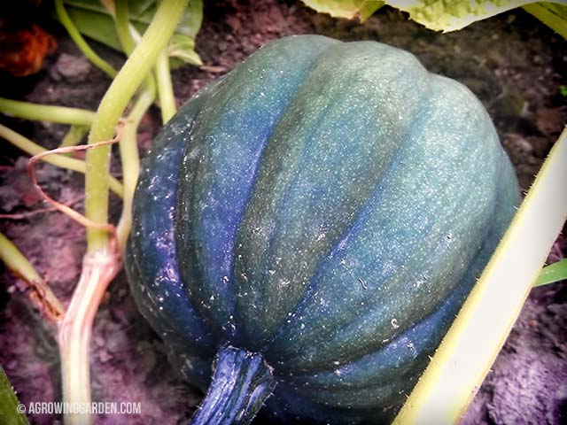 Acorn Squash