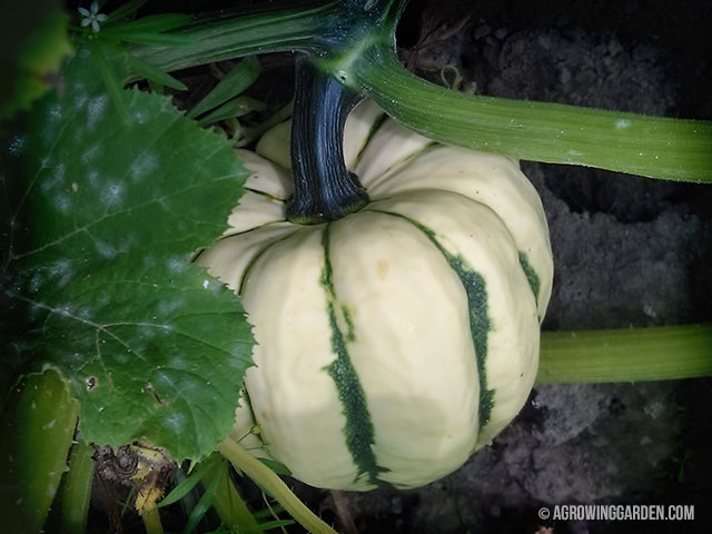 Sweet Dumpling Squash