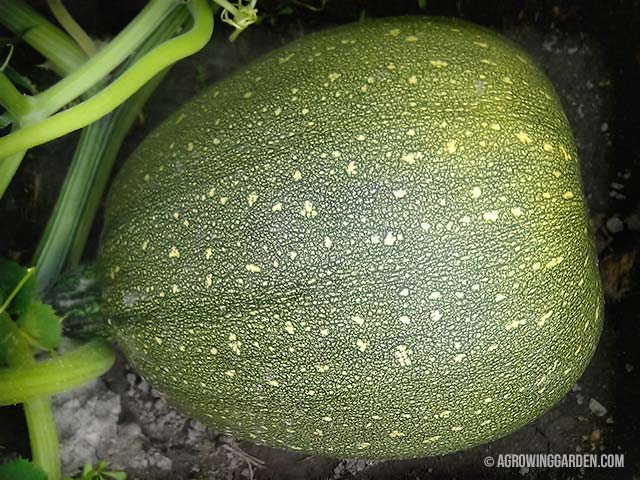 Unknown Pumpkin