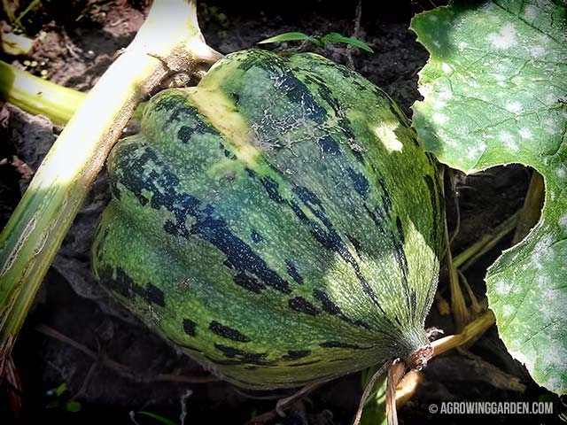 Unknown Squash Cross