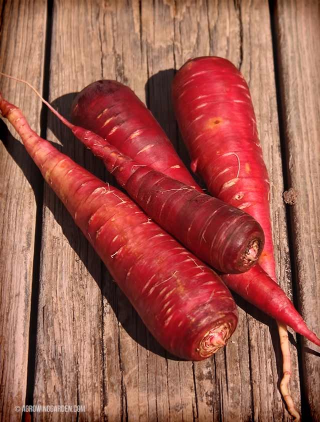 Cosmic Purple Carrots