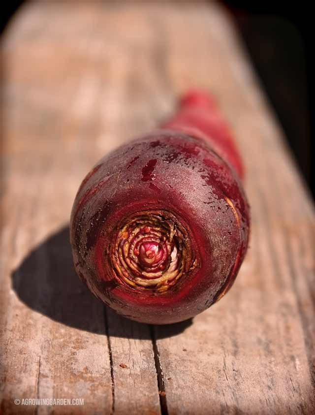 Cosmic Purple Carrots