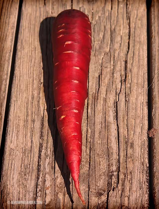 Cosmic Purple Carrots