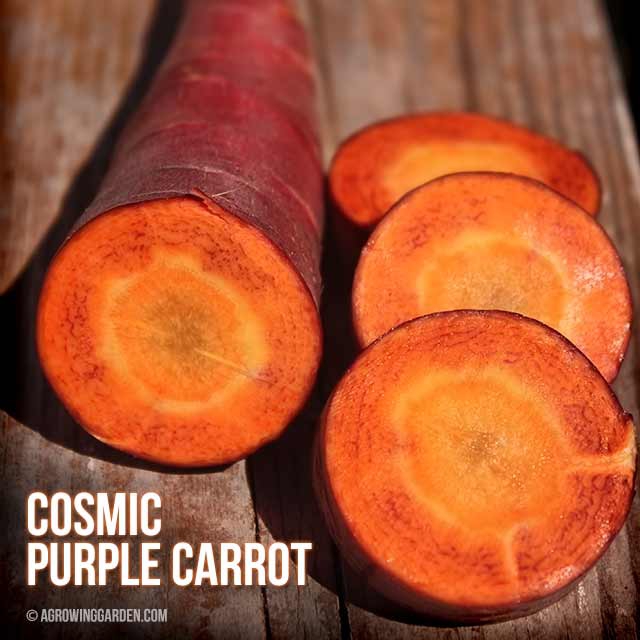 cosmic purple carrot