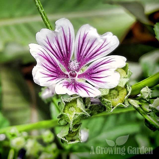 Zebra Mallow