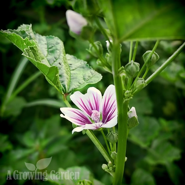 Zebra Mallow