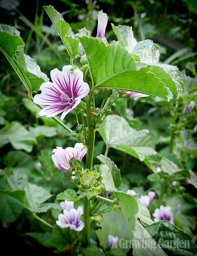 Zebra Mallow