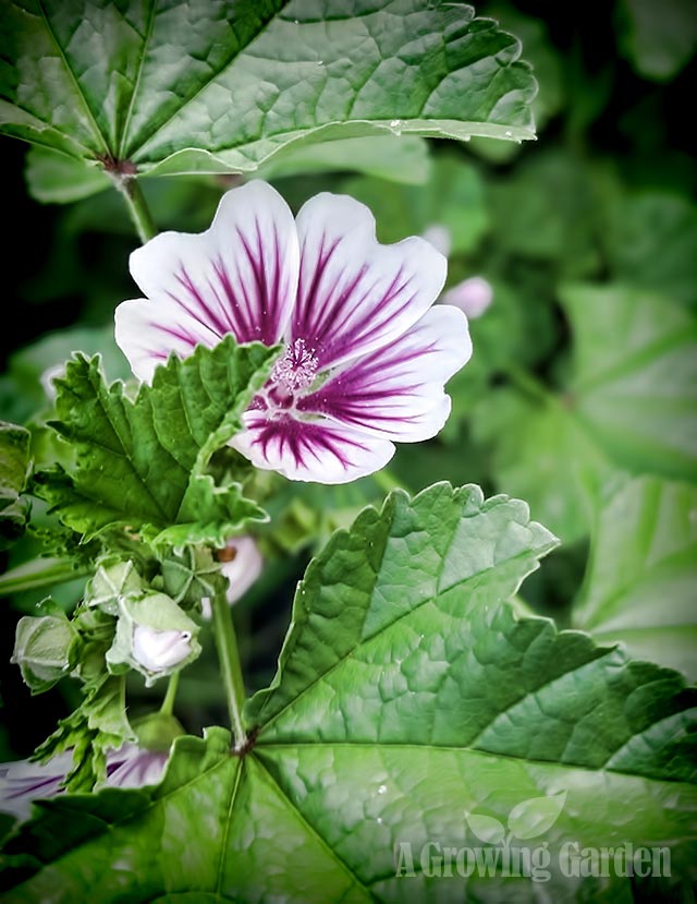 Zebra Mallow