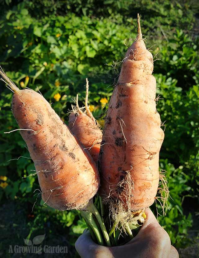 Storing Carrots in the Ground for Winter