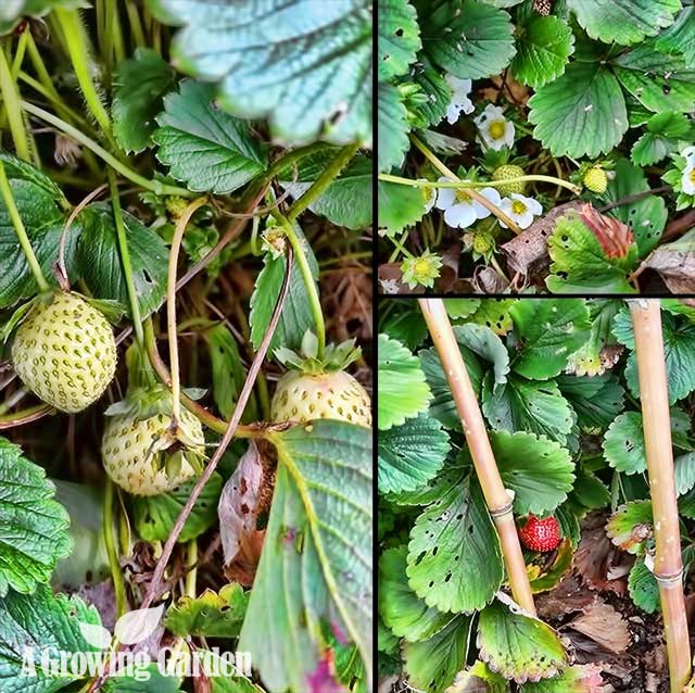 Harvesting Strawberries in Fall