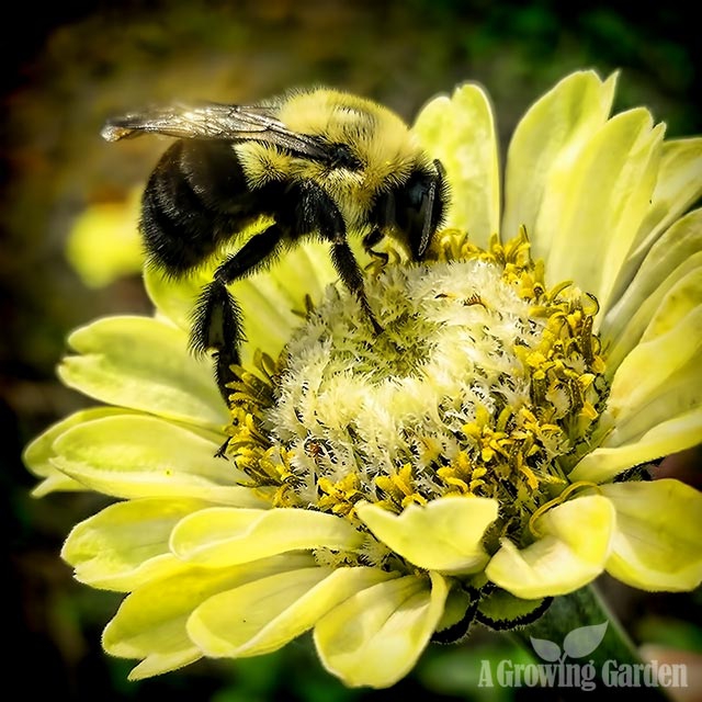 Where Do Bees Go In Winter?