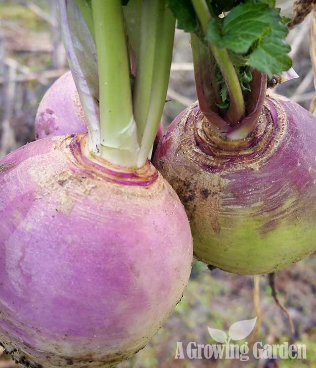 Finnish Turnip and Carrot Casserole Recipe