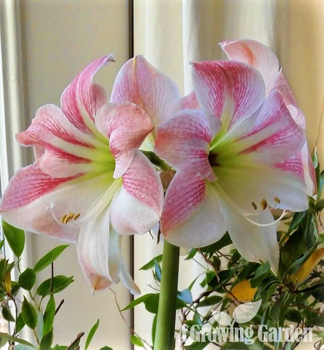 Amaryllis in Bloom