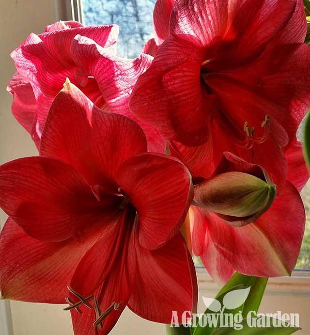 Amaryllis in Bloom