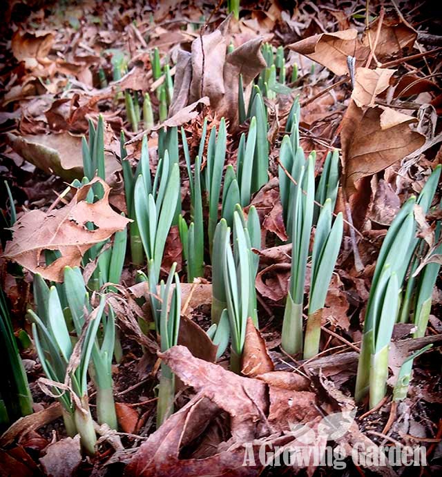 Daffodils coming up in early February