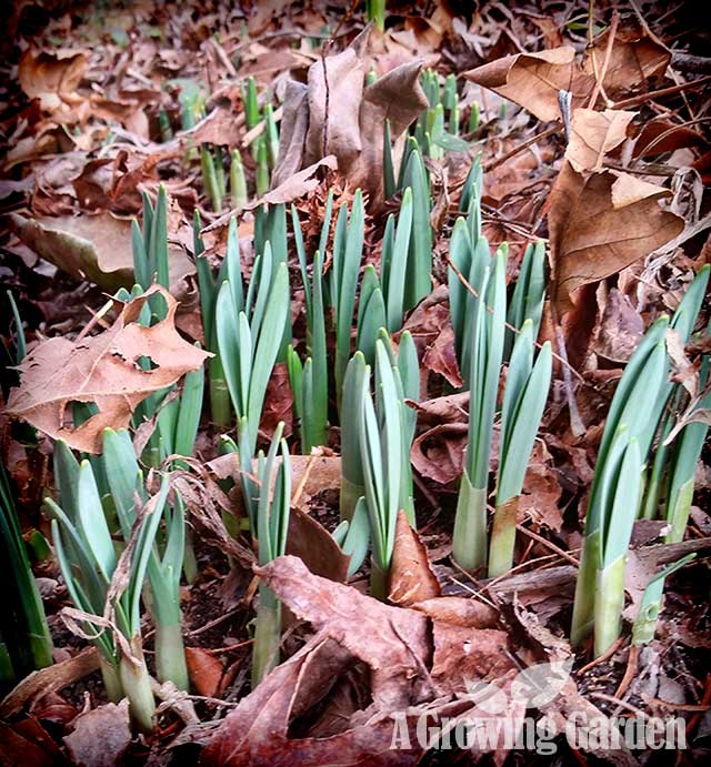 Daffodils, Amaryllis, and Forcing Forsythia