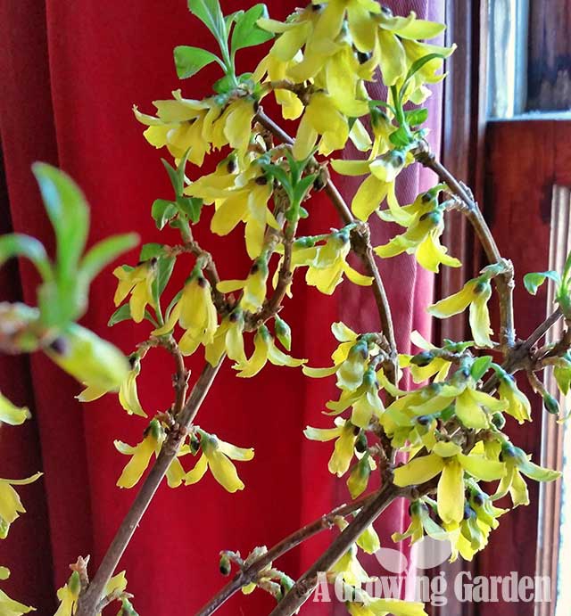 Forcing Forsythia