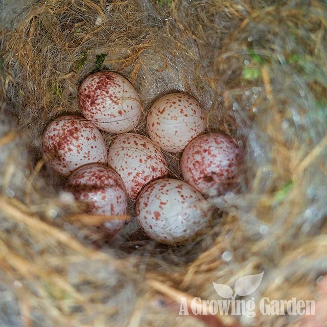 Chickadee Eggs