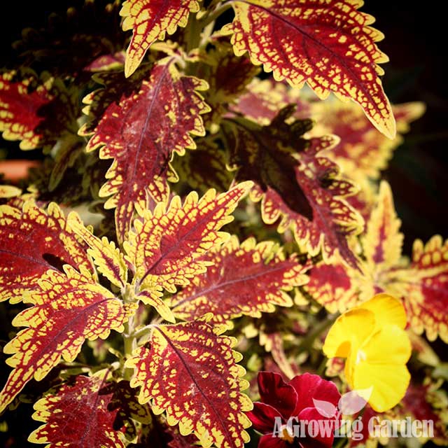 2015 Year of the Coleus