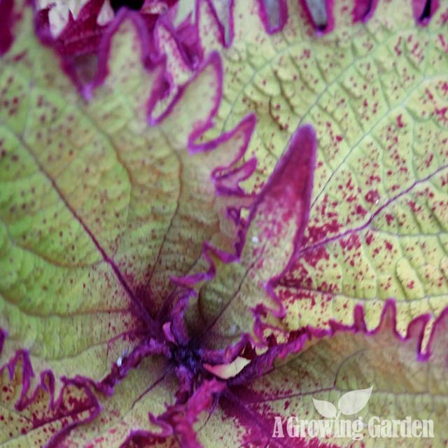 2015 Year of the Coleus