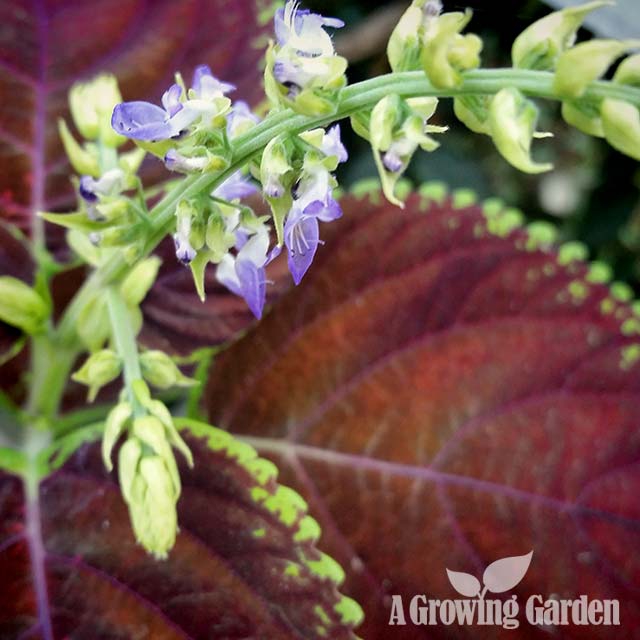 2015 Year of the Coleus