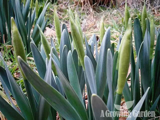 Daffodils in Spring