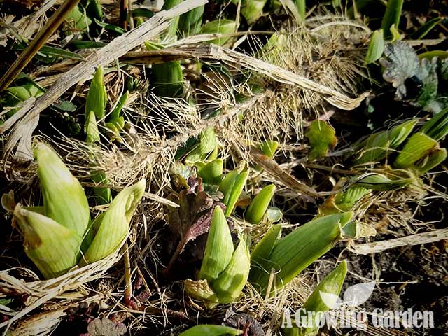 Daylilies Sprouting in Early Spring