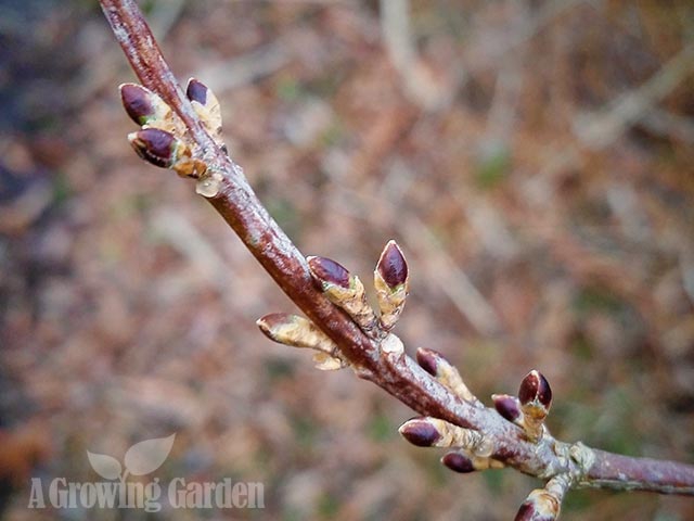 Forsythia Buds