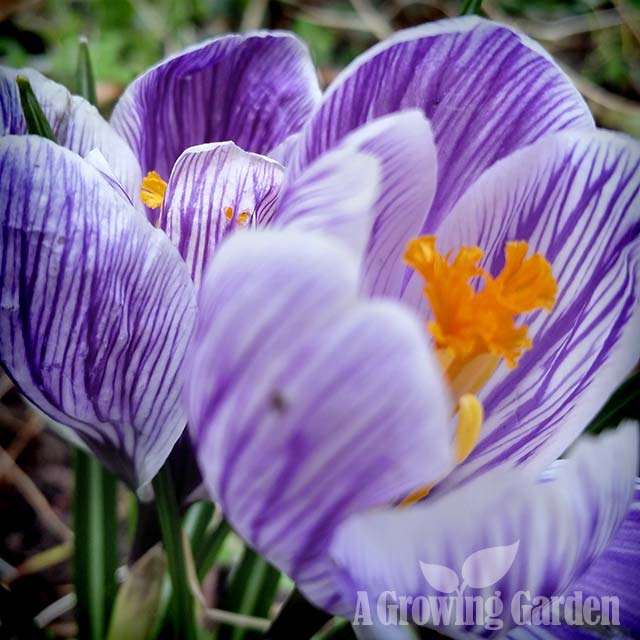 Purple Crocus