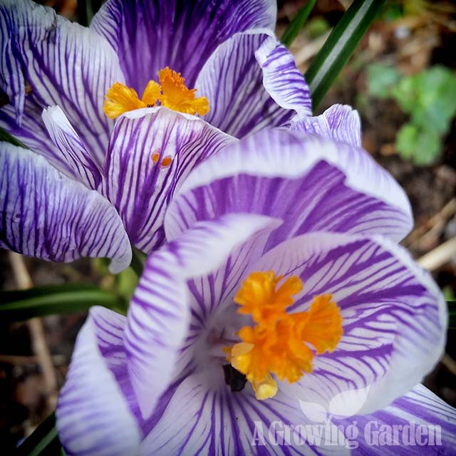 Purple Crocus