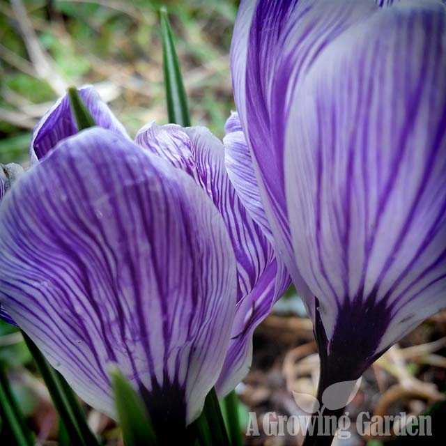 Purple Crocus