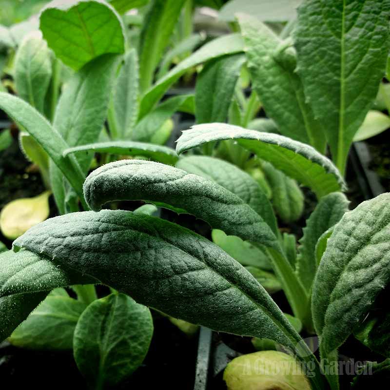 Artichoke Seedlings