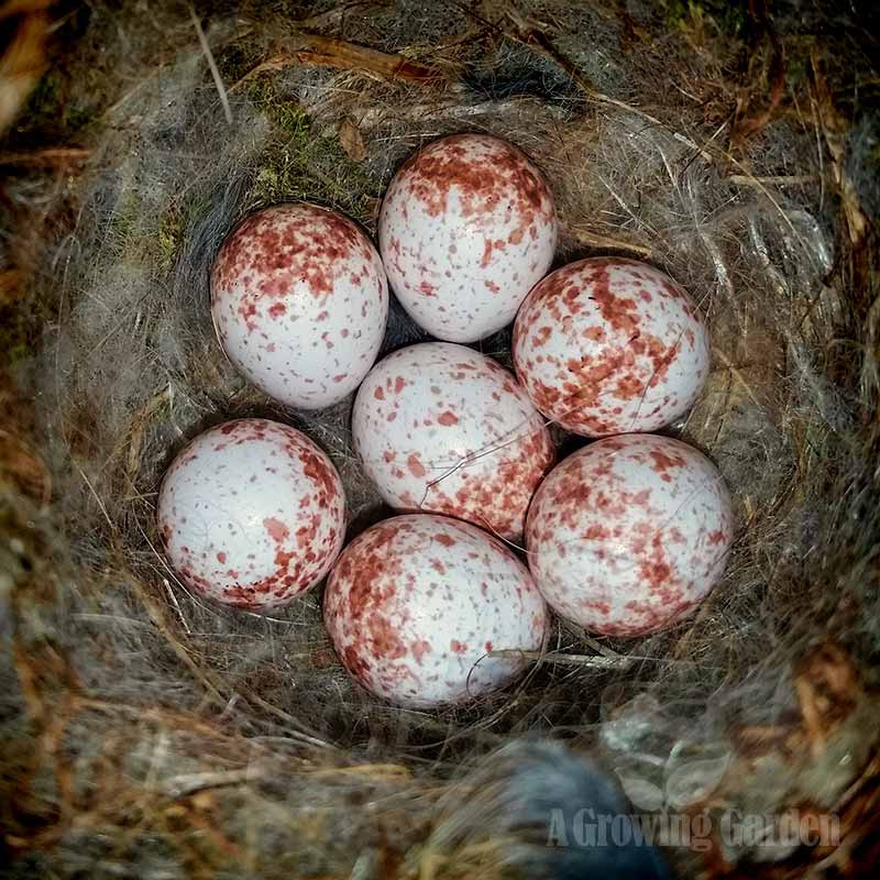 Chickadee Eggs