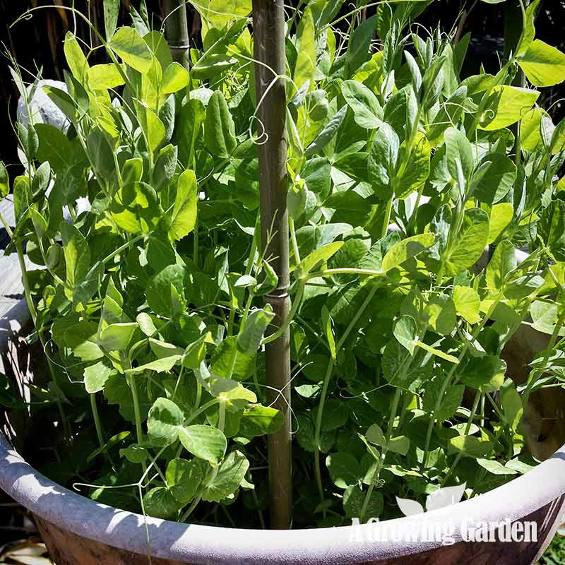 Planting Peas in Containers