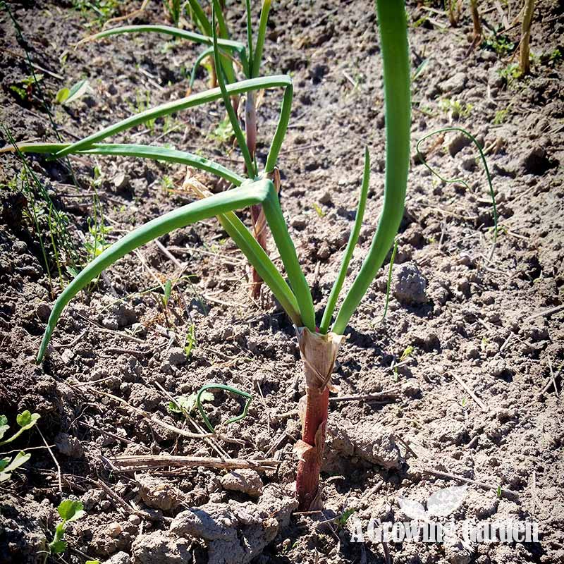 Growing Onions