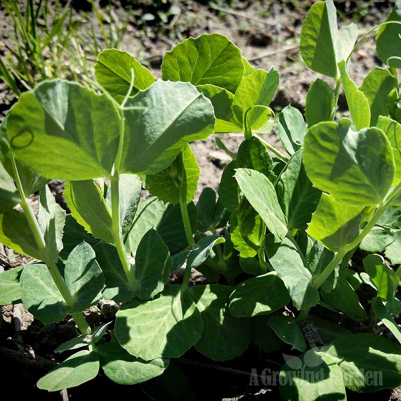 Garden Peas